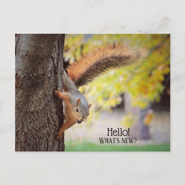 Popping in To Say Hello Postcard (Front)