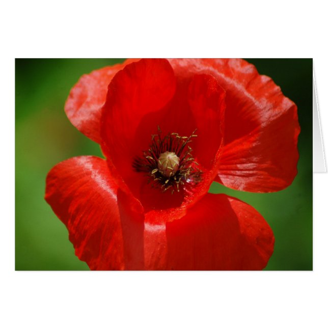 Poppy (Front Horizontal)