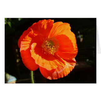 poppy