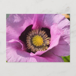 Poppy and a insect  postcard