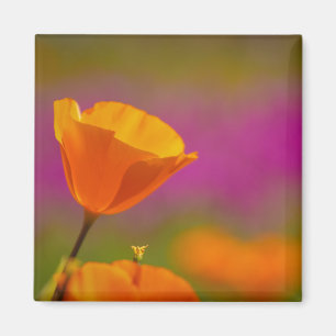poppy and pink magnet