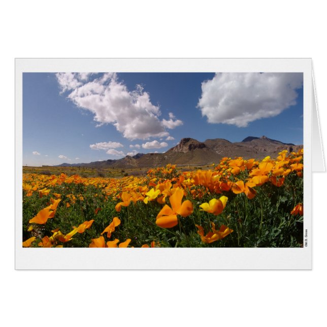Poppy Bloom - El Paso, Texas (Front Horizontal)