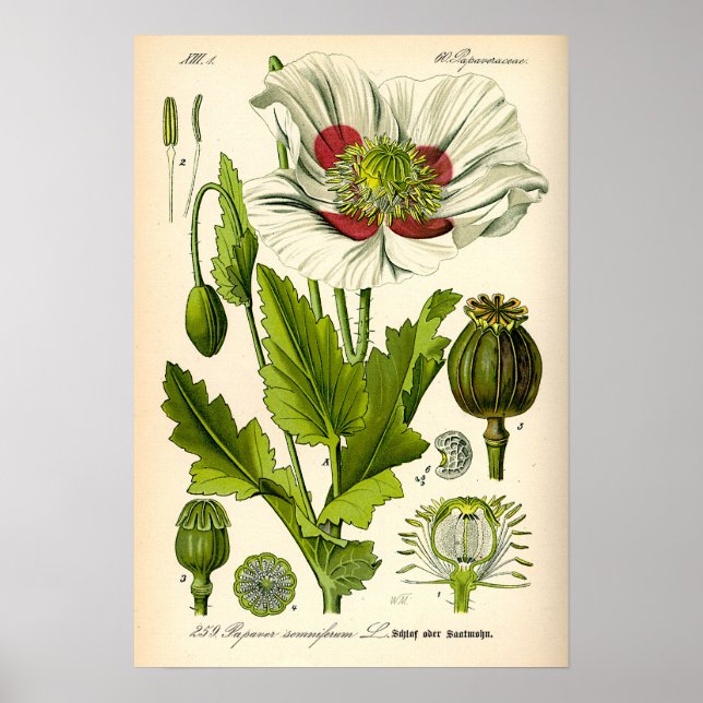 Poppy Botanical Illustration Poster (Front)
