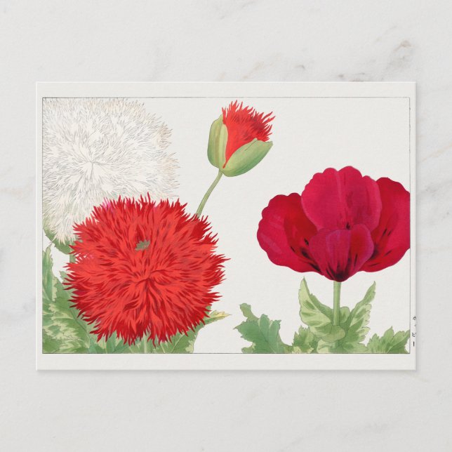 Poppy by Tanigami Konan Postcard (Front)