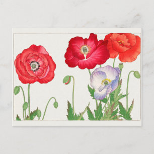 Poppy by Tanigami Konan Postcard