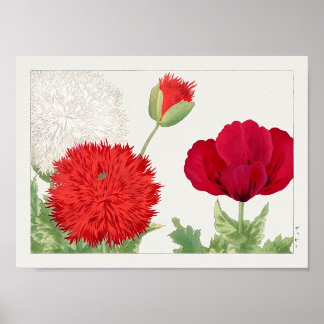 Poppy by Tanigami Konan Poster (Front)