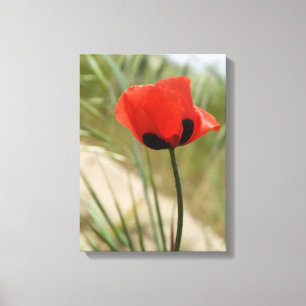 Poppy Canvas Wall Print