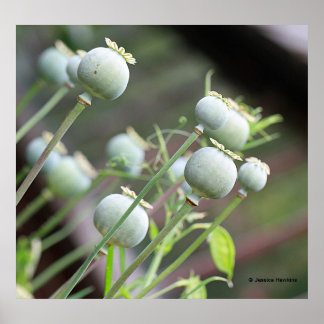 Poppy Capsules Poster
