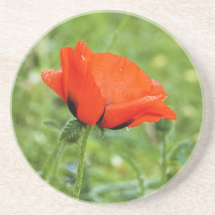 Poppy Coaster
