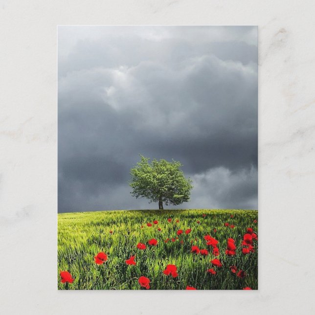 Poppy Field and Cloudy Sky Postcard (Front)