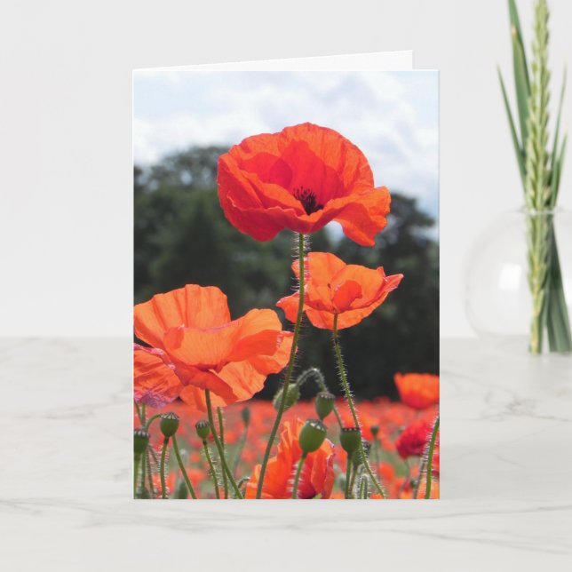 Poppy Field, beautiful blooms, Card (Front)