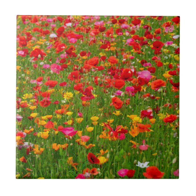 Poppy Field Ceramic Tile (Front)