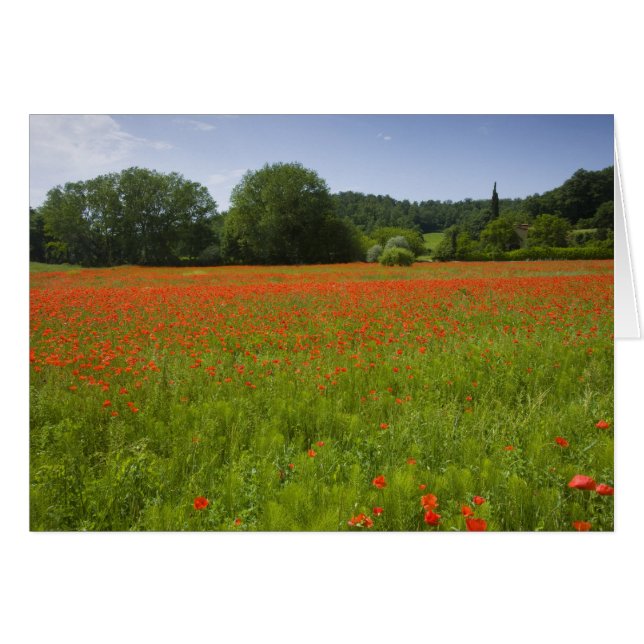 Poppy field, Chiusi, Italy (Front Horizontal)