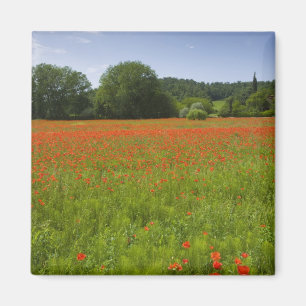 Poppy field, Chiusi, Italy Magnet