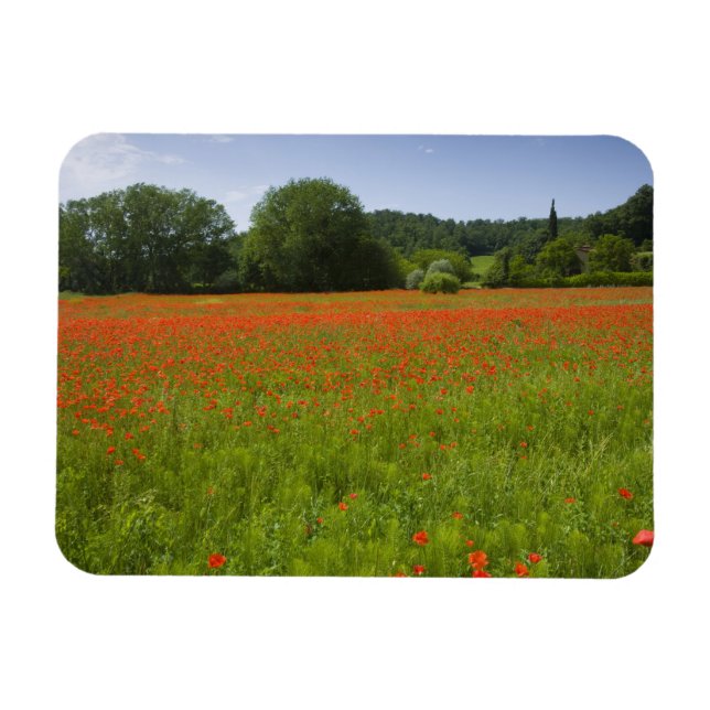 Poppy field, Chiusi, Italy Magnet (Horizontal)