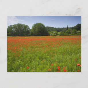 Poppy field, Chiusi, Italy Postcard