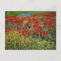 Poppy field, Middle Atlas, Morocco  flowers