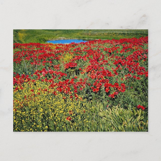 Poppy field, Middle Atlas, Morocco  flowers Postcard (Front)