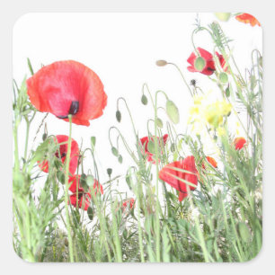 Poppy field Nature blooms flowers Square Sticker