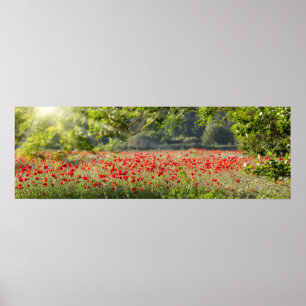 Poppy field panorama in spring poster