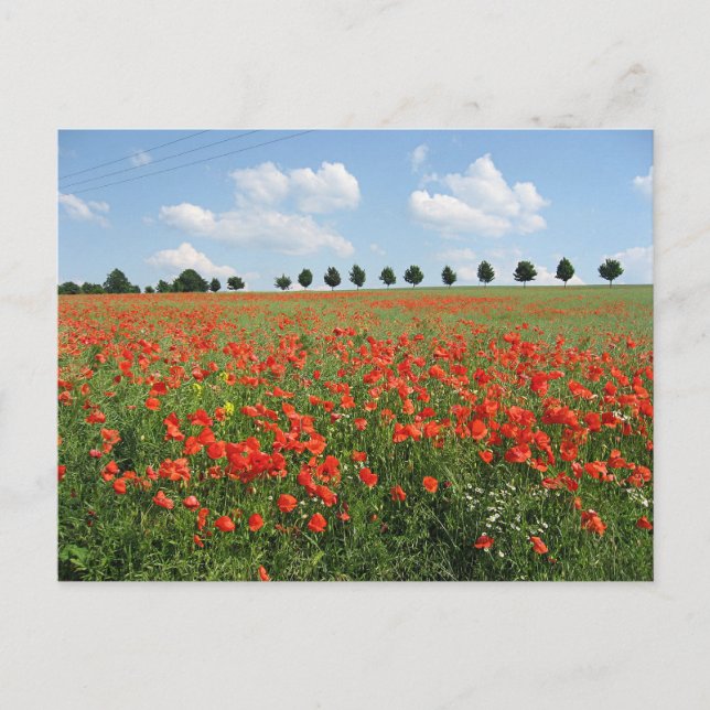 Poppy Field Postcard (Front)