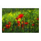 Poppy field
