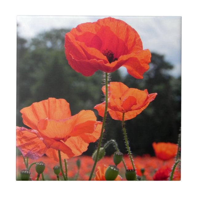 Poppy Field, Rosy Tangerine Flowers Tile (Front)