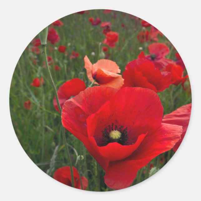 Poppy Field Stickers (Front)