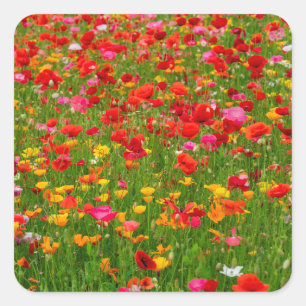 Poppy Field Stickers