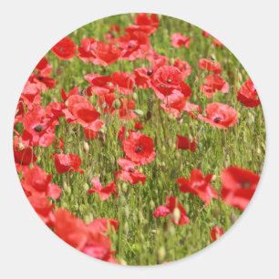Poppy field - Stunning! Classic Round Sticker