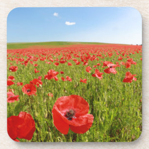 Poppy field - Stunning! Coaster