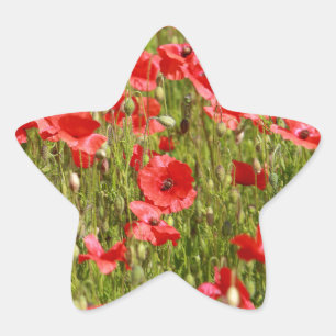 Poppy field - Stunning! Star Sticker