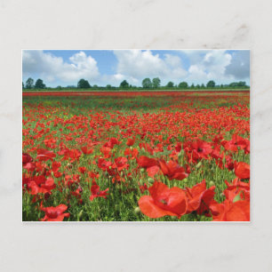 Poppy Fields Postcard