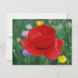 Poppy flower and meaning