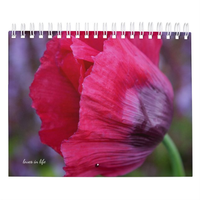 Poppy Flower  Calendar (Cover)