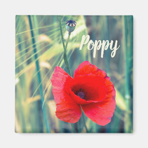 Poppy flower for gardeners and blossom lover gift magnet