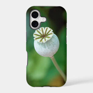 Poppy Flower Head Seed, Western Cape