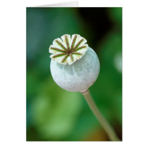 Poppy Flower Head Seed, Western Cape