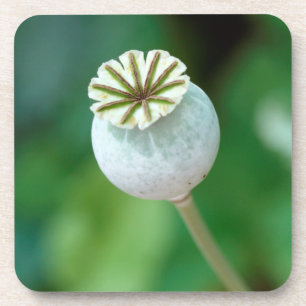 Poppy Flower Head Seed, Western Cape Coaster