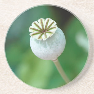 Poppy Flower Head Seed, Western Cape Coaster