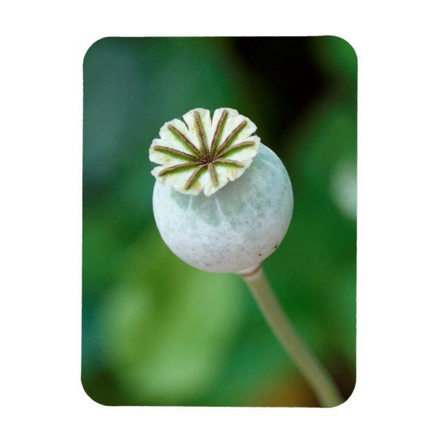 Poppy Flower Head Seed, Western Cape Magnet (Vertical)