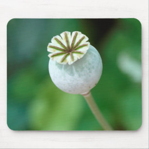 Poppy Flower Head Seed, Western Cape Mouse Pad