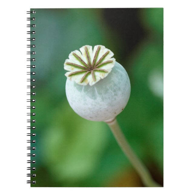 Poppy Flower Head Seed, Western Cape Spiral Notebook (Front)