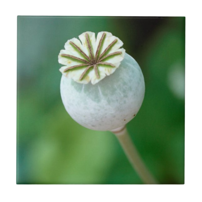 Poppy Flower Head Seed, Western Cape Tile (Front)