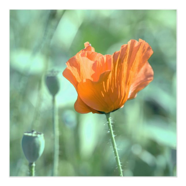 Poppy Flower in the Summer Night   Photo Print (Front)