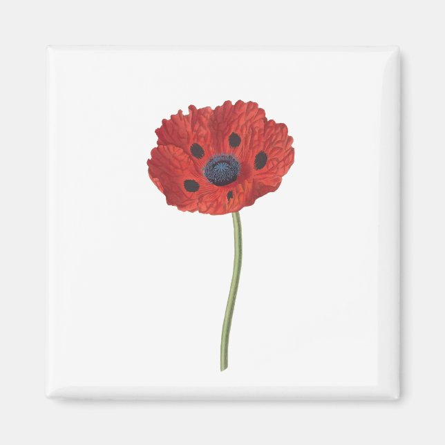 Poppy Flower Plant Blossom Bloom Magnet (Front)