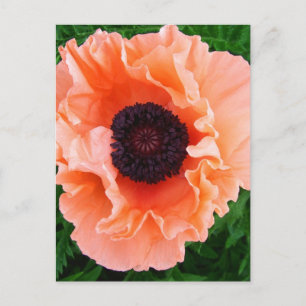 Poppy Flower Postcard