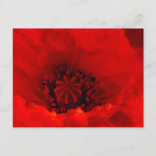 Poppy flower postcard