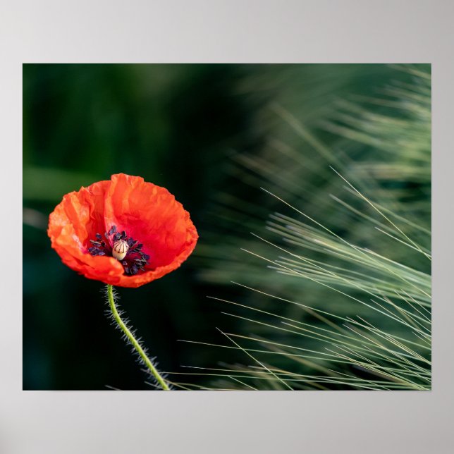 Poppy Flower Poster (Front)