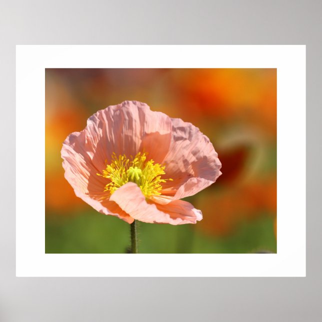 Poppy Flower Poster (Front)